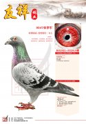 9347羽季军，2120羽4名