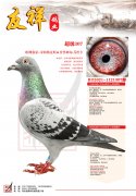 22年中距离国家赛亚军，省赛冠军，俱乐部冠军