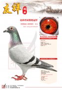 22年达拉巴尼412羽特比冠军